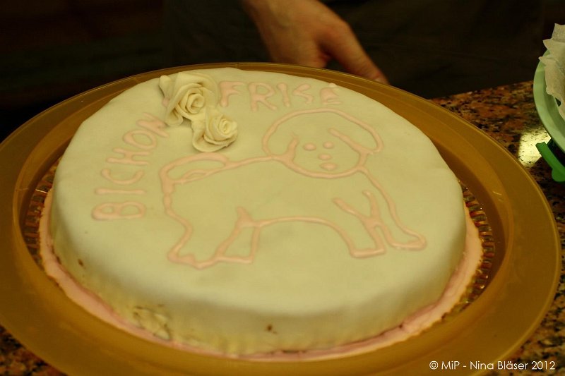 2012-07-01 B & B - Bedlington & Bichon Fun Day (208)_1500x1000.jpg